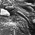 The Discovery of Microbial Fossils on Mars: Uncovering Evidence of Extraterrestrial Life